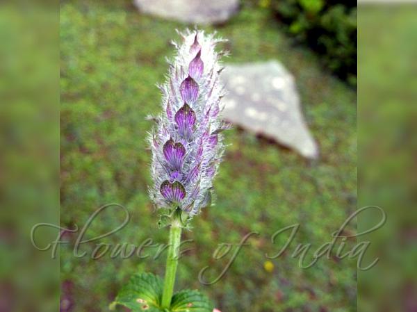 Nerved Catmint